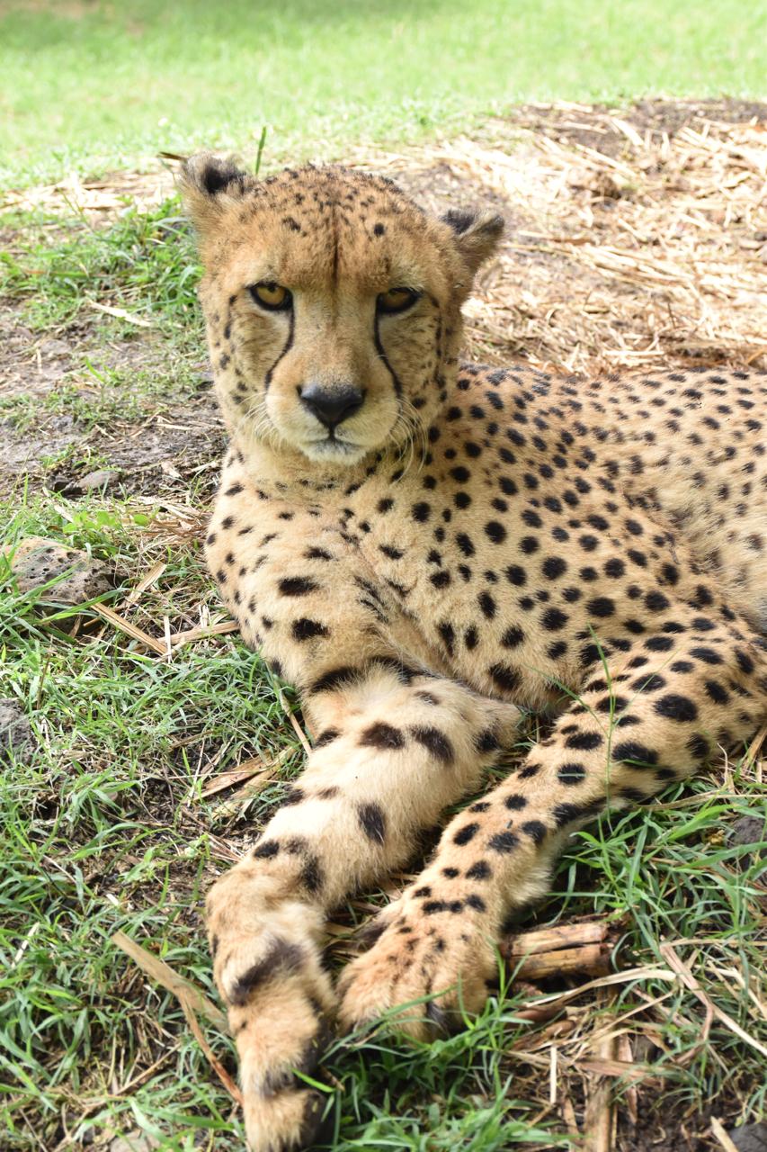 Cheetah, up close