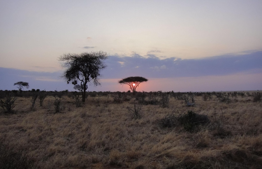 Acacia trees silhouetted against a Mara sunset
