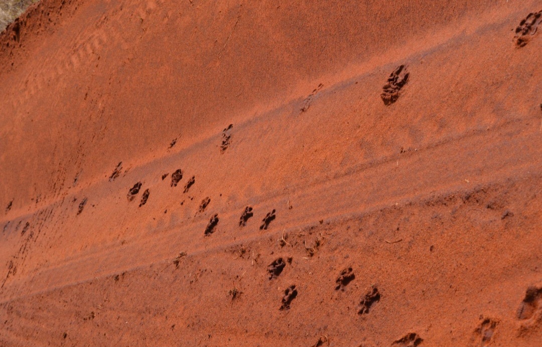 Predator tracks in the red Mara earth