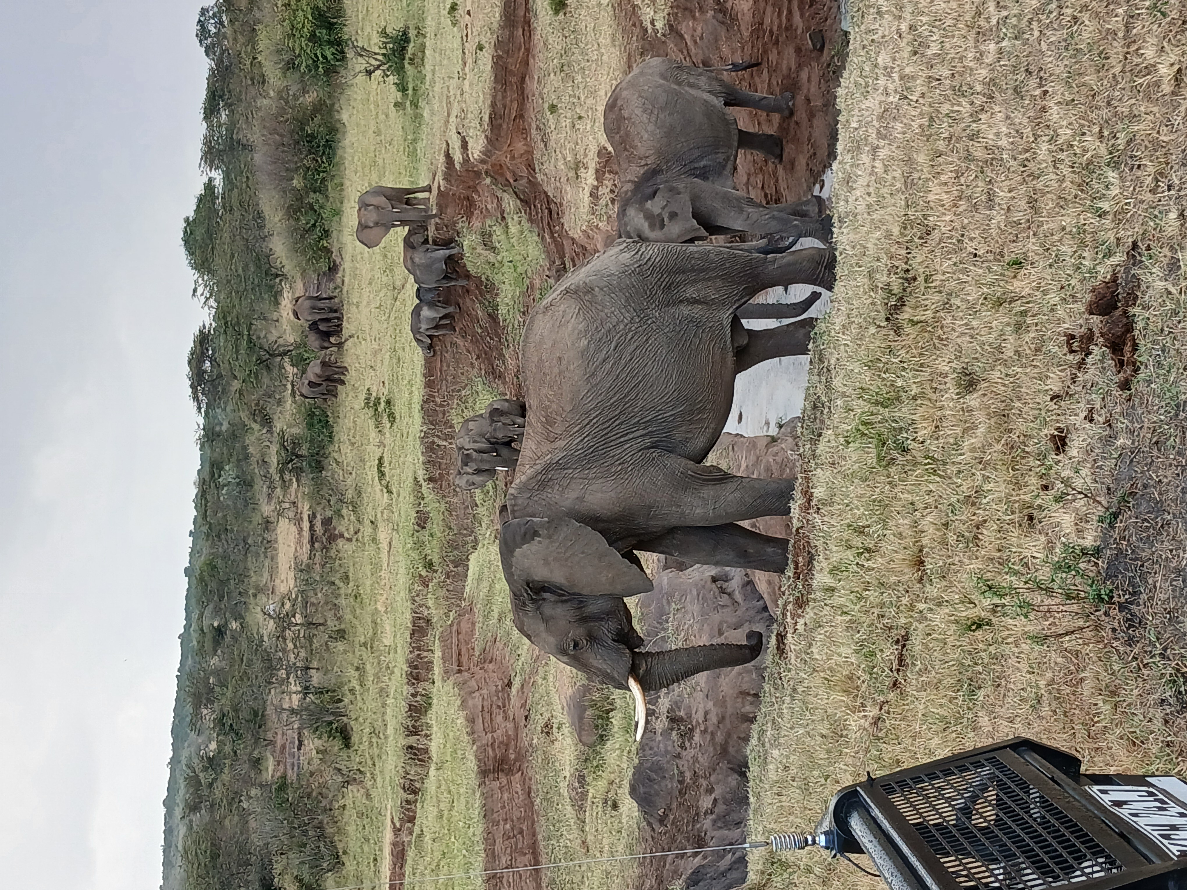 Elephant family at a waterhole, Maasai Mara