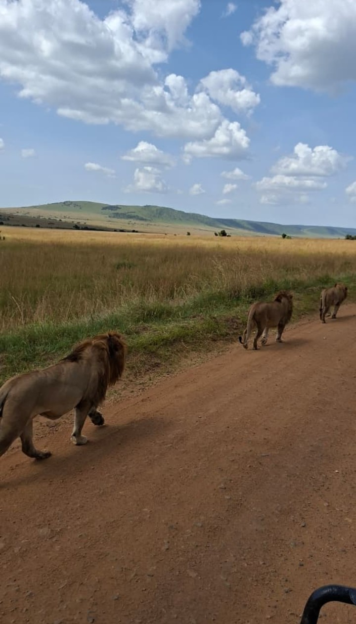 Lions on a safari track, Maasai Mara