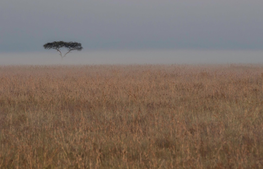 Lone acacia in the morning mist, Maasai Mara