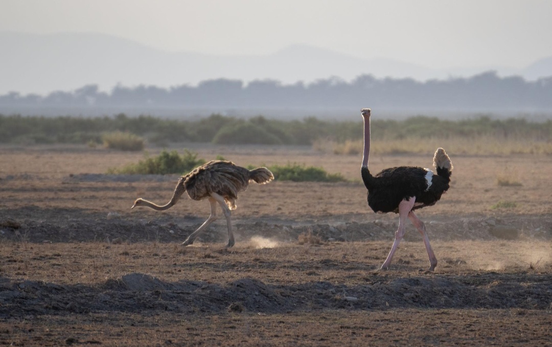 Ostriches on the Mara plains
