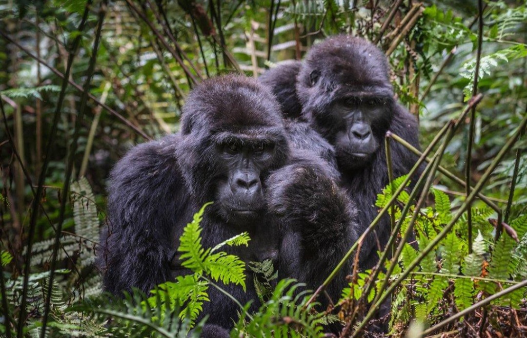 Uganda & Rwanda