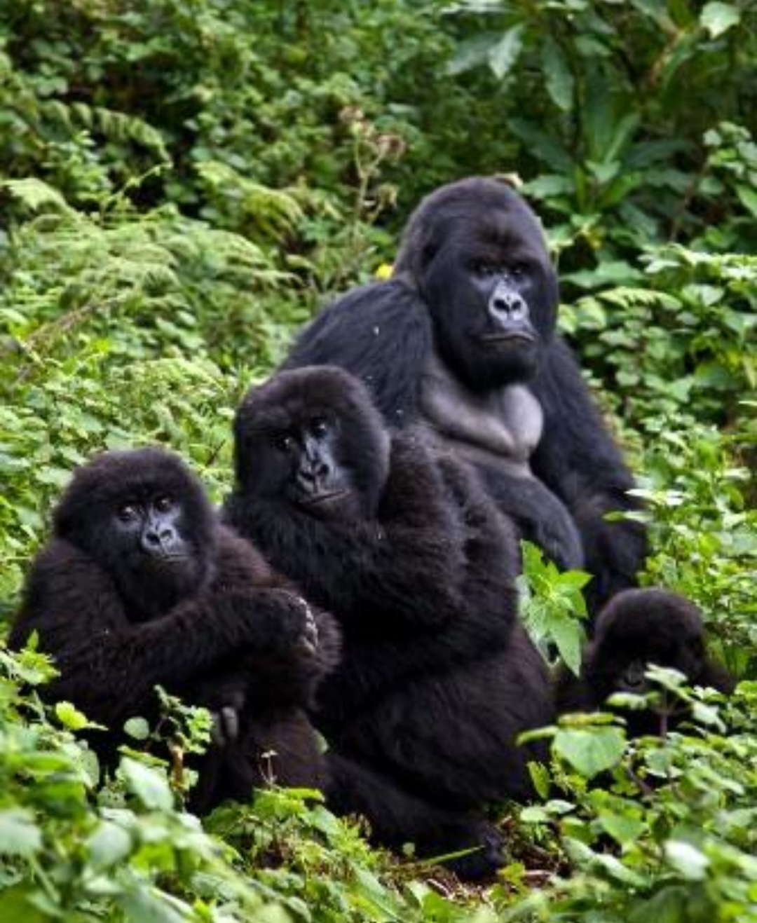 Nyungwe National Park