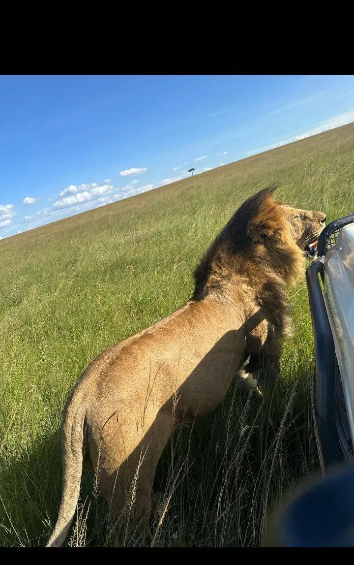 Lion approaching a safari vehicle, Maasai Mara