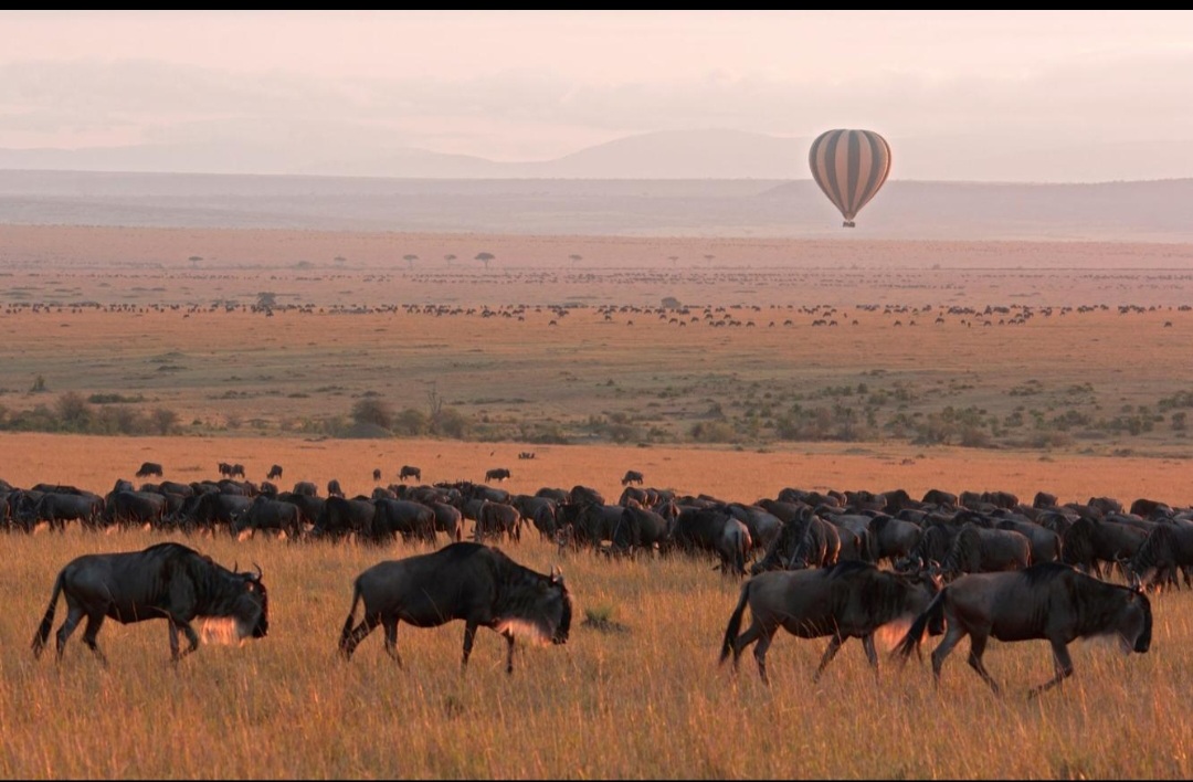 Wildebeest migration with hot air balloon, Maasai Mara