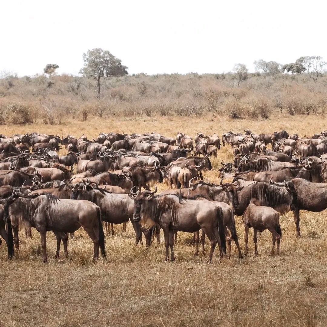 Serengeti National Park