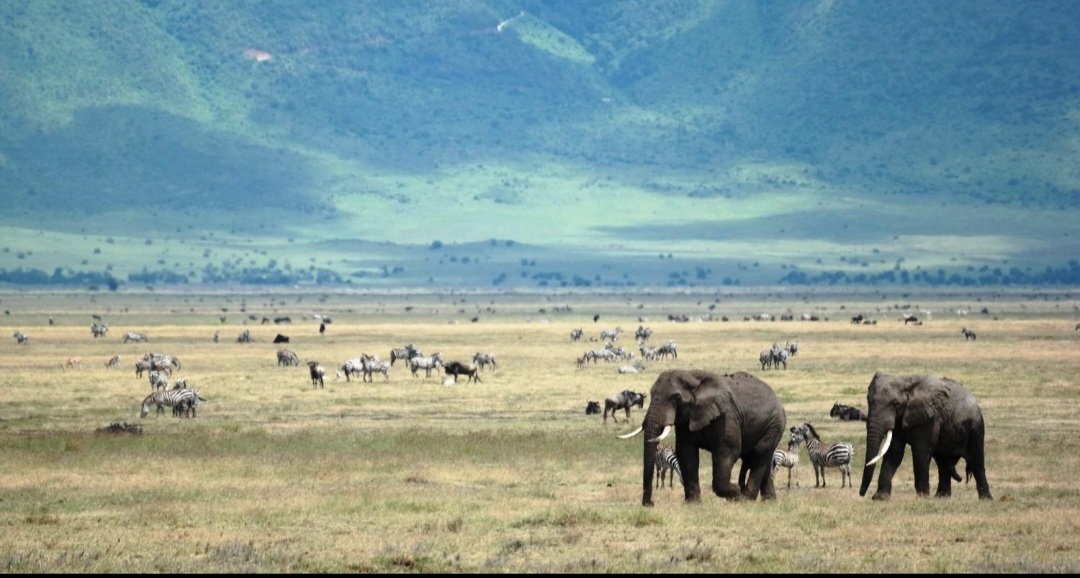 Ngorongoro Conservation Area