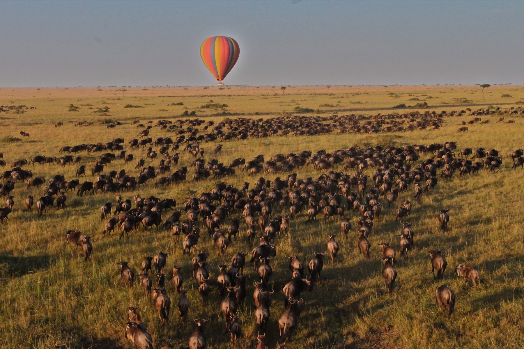 Hot air balloon over the wildebeest migration, Maasai Mara