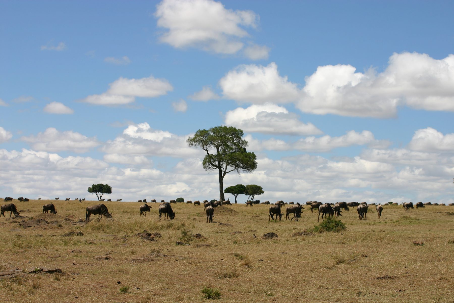 Wildebeest grazing beside a lone tree on the Mara plains