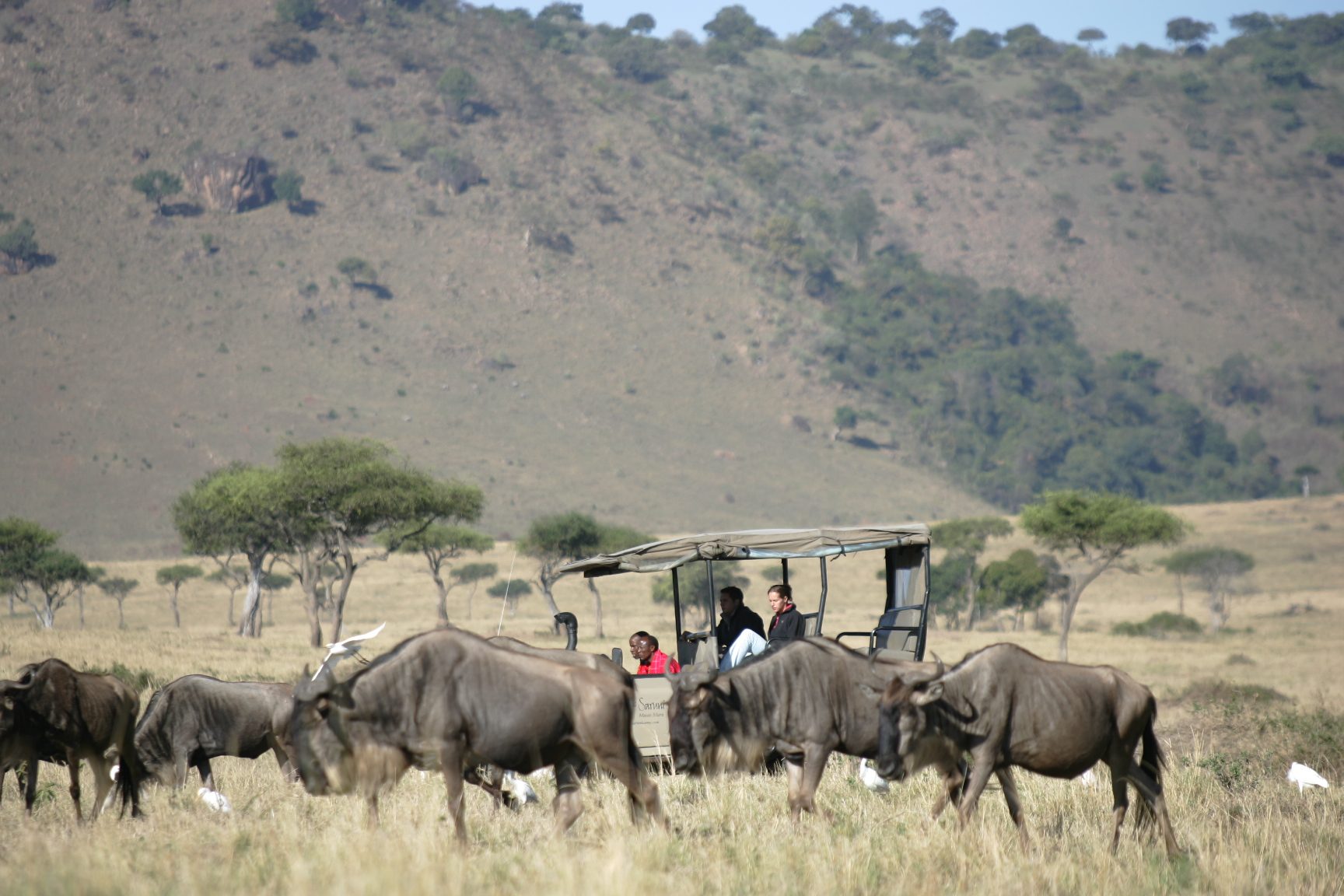 Safari vehicle among migrating wildebeest, Maasai Mara