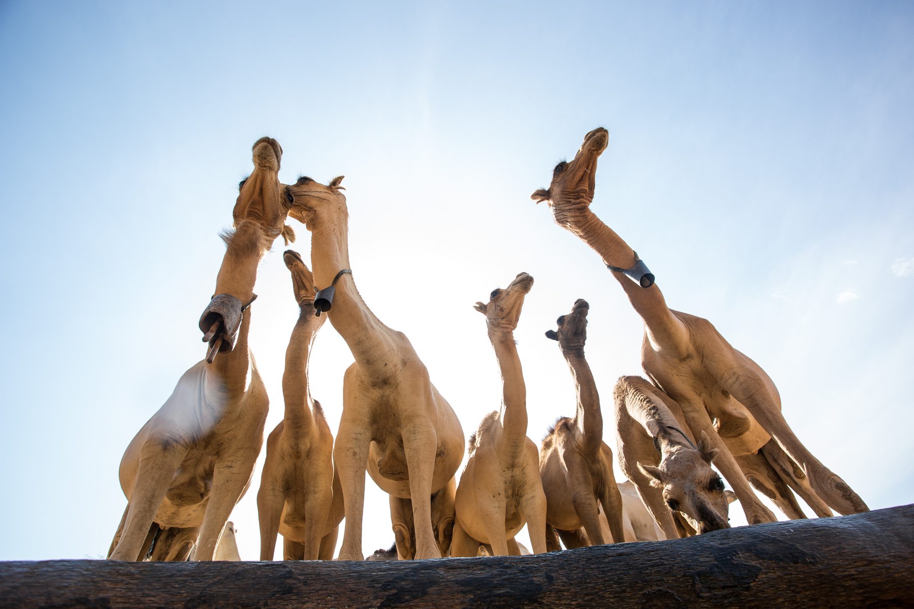 Camels at the traditional singing wells, Samburu