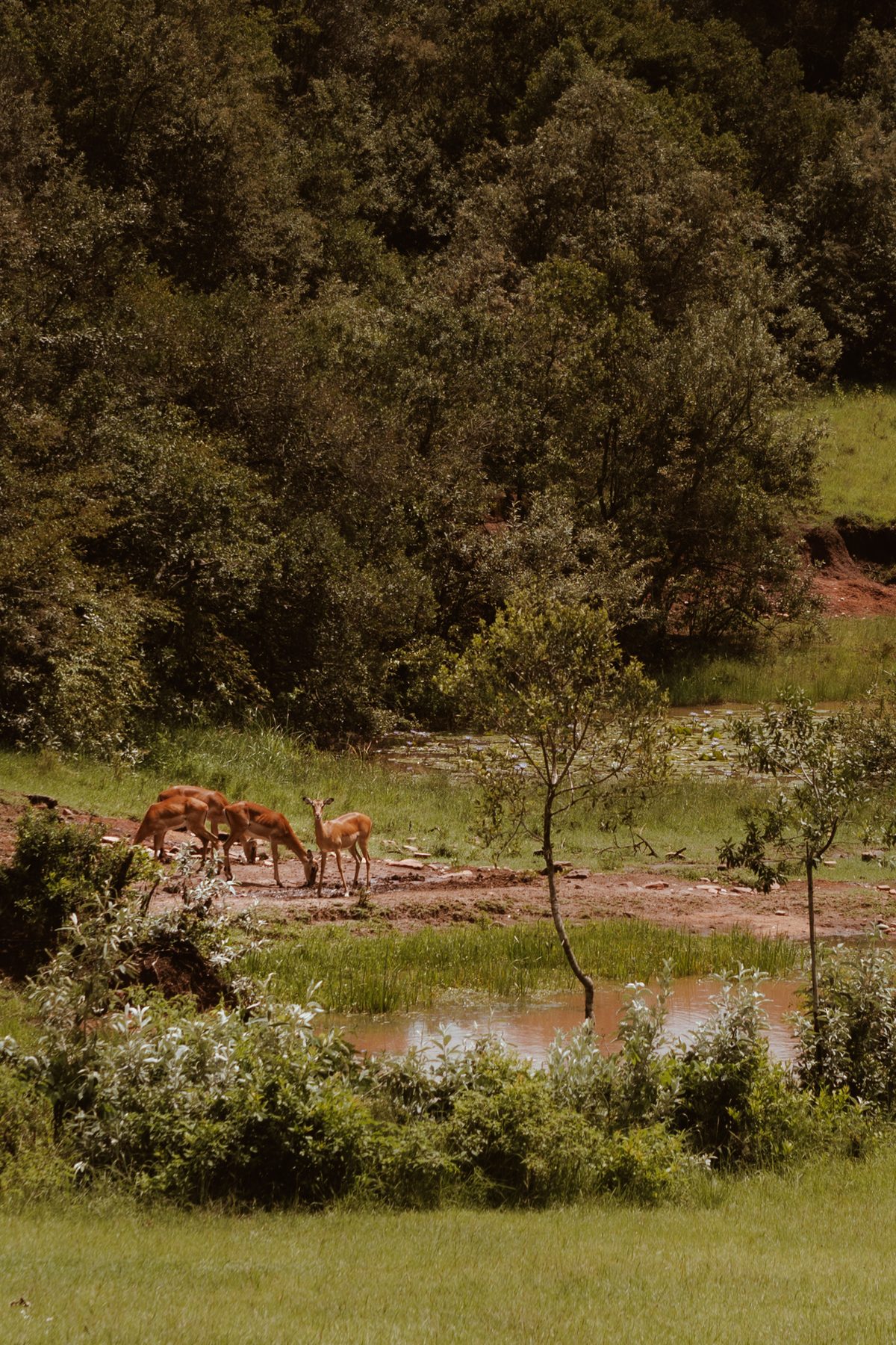 Impala at a waterhole, view from Mara House