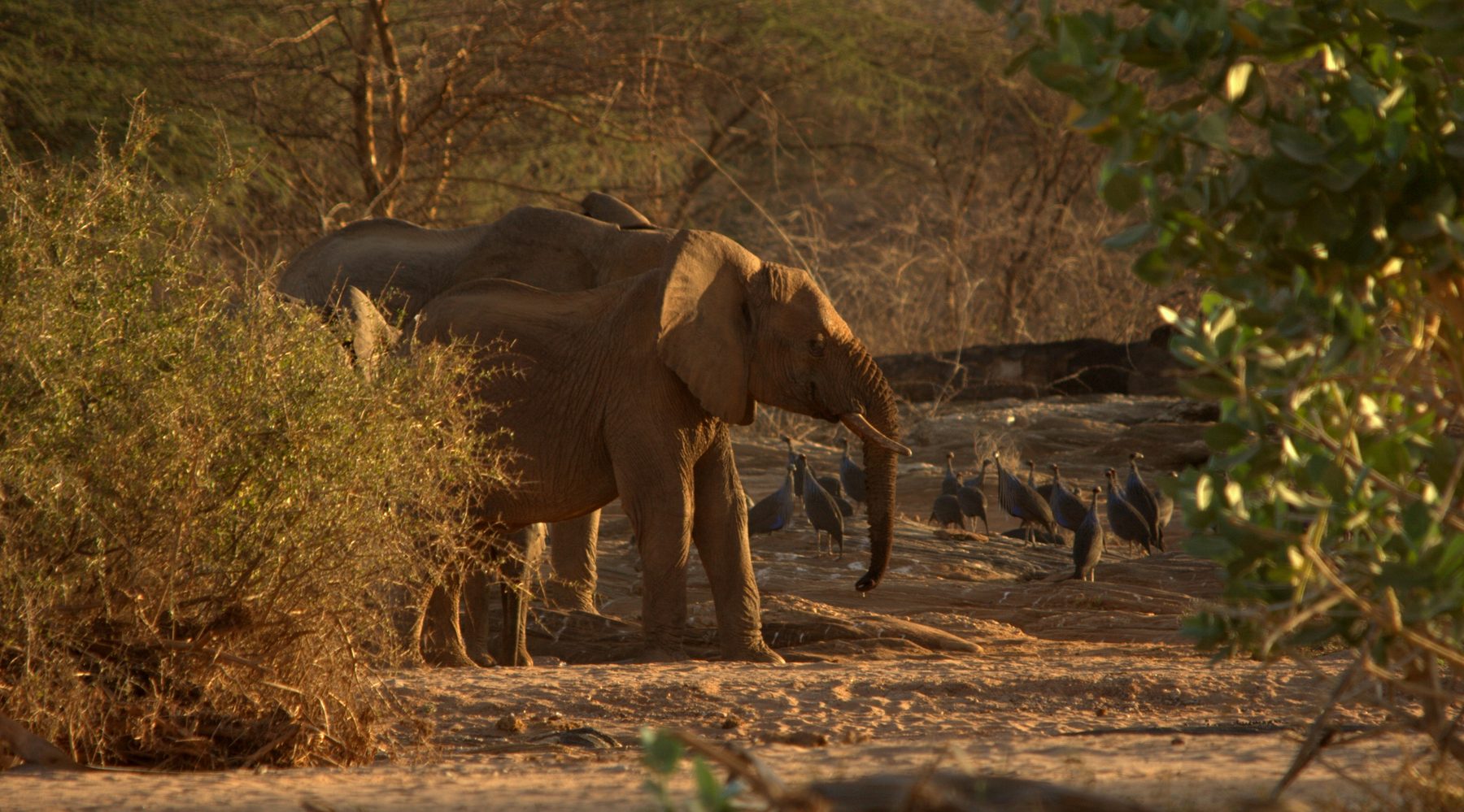 Elephants at a waterhole in Samburu, Kenya