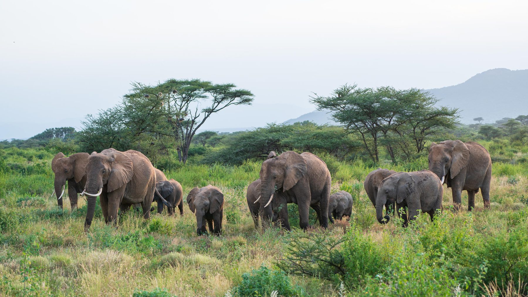 A herd of elephants with calves in Samburu