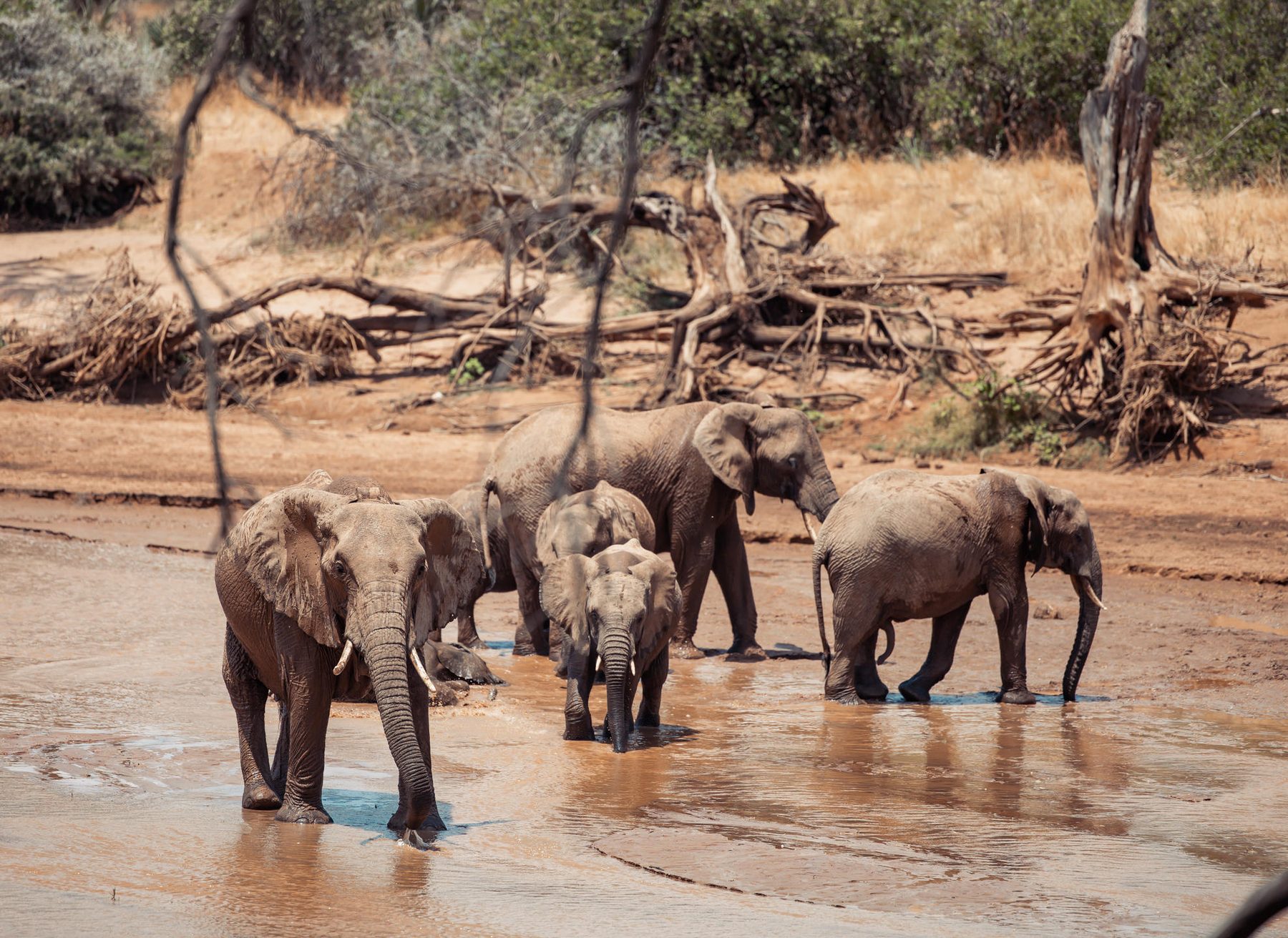 Elephants drinking from the Ewaso Nyiro River, Samburu