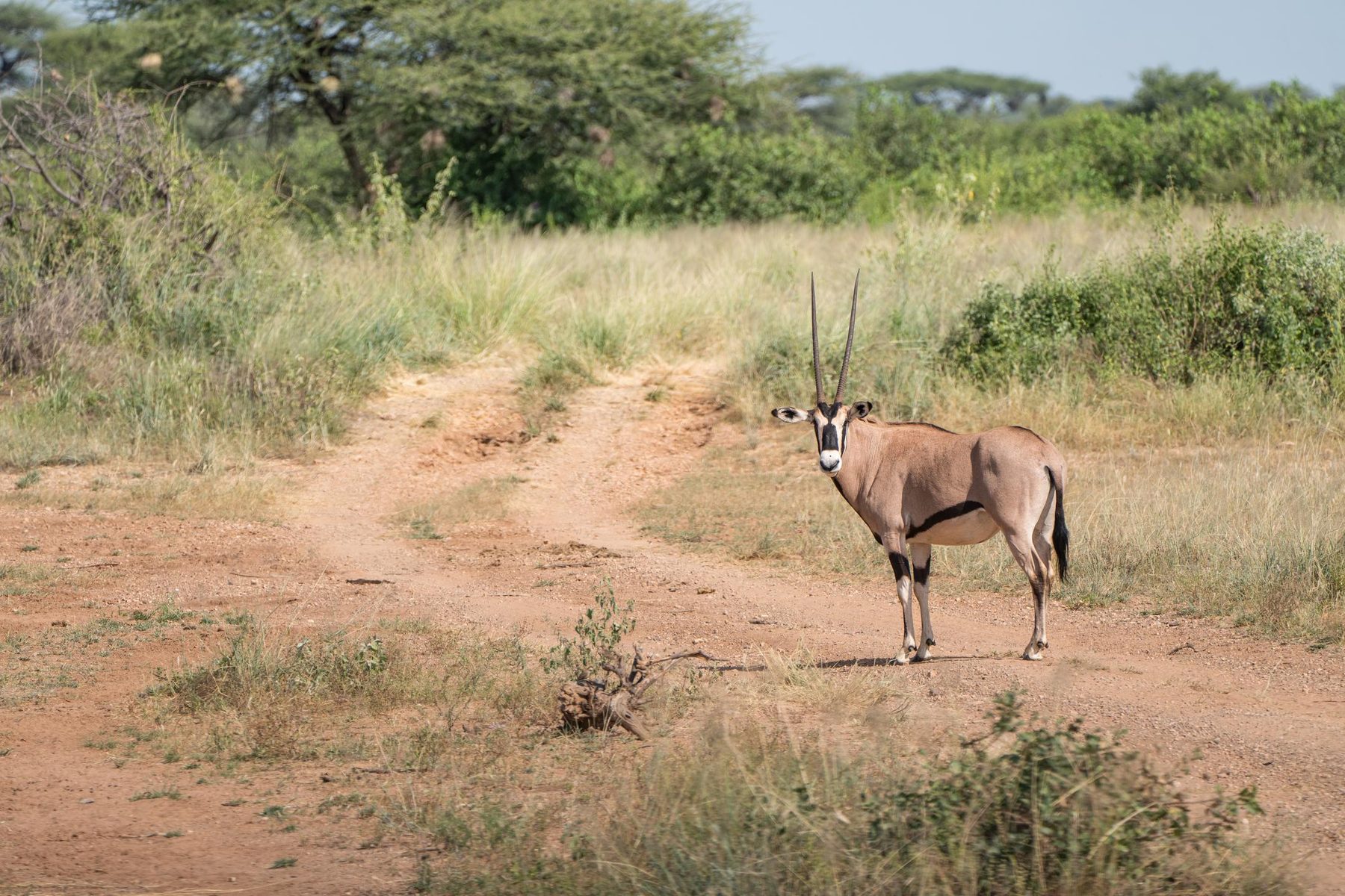 A beisa oryx on a bush track in Samburu