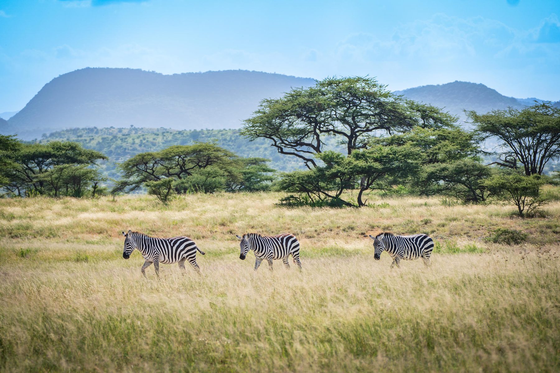 Zebras crossing the plains beneath the Samburu hills