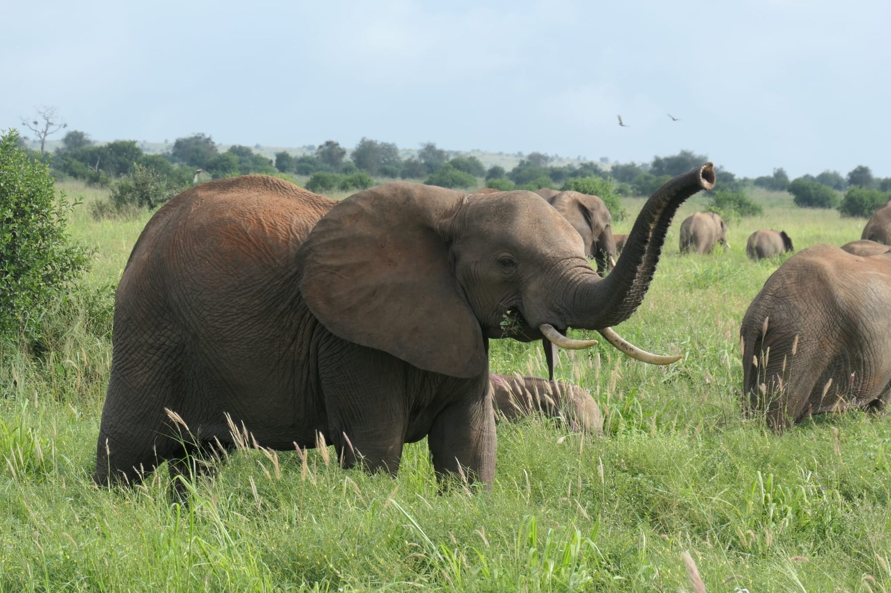 An elephant raising its trunk in tall grass