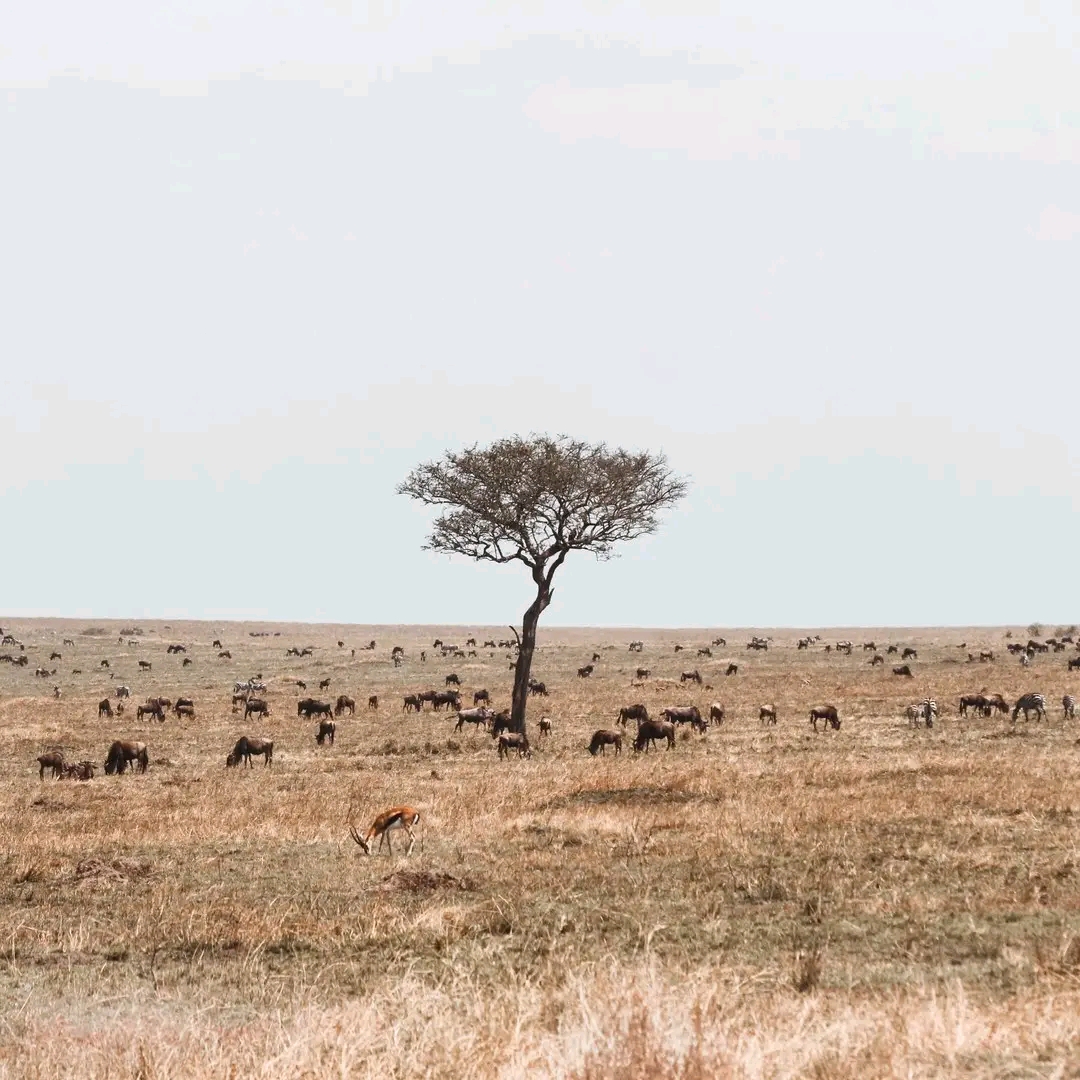 Tarangire National Park