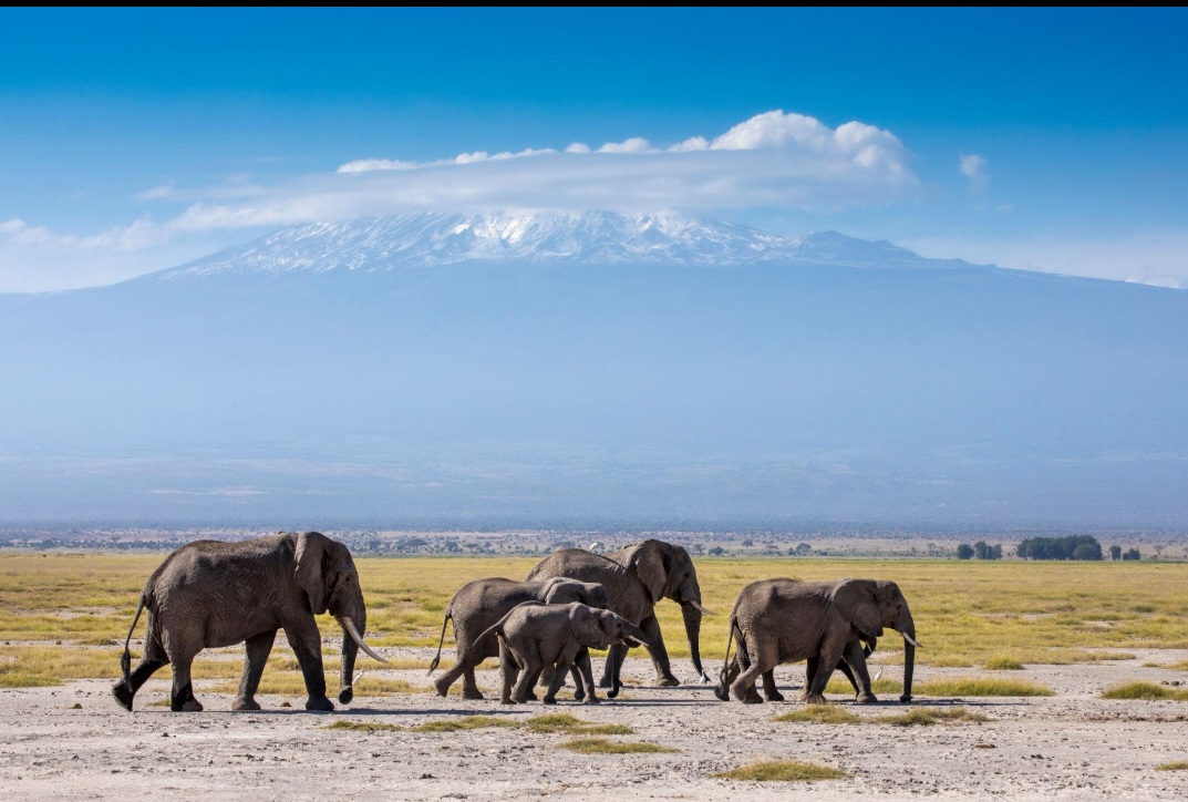 Elephant herd with Mount Kilimanjaro, Amboseli