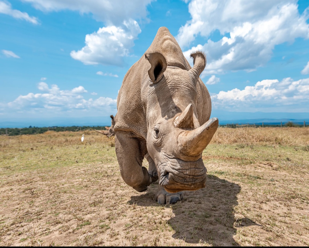 Northern white rhino, Ol Pejeta Conservancy