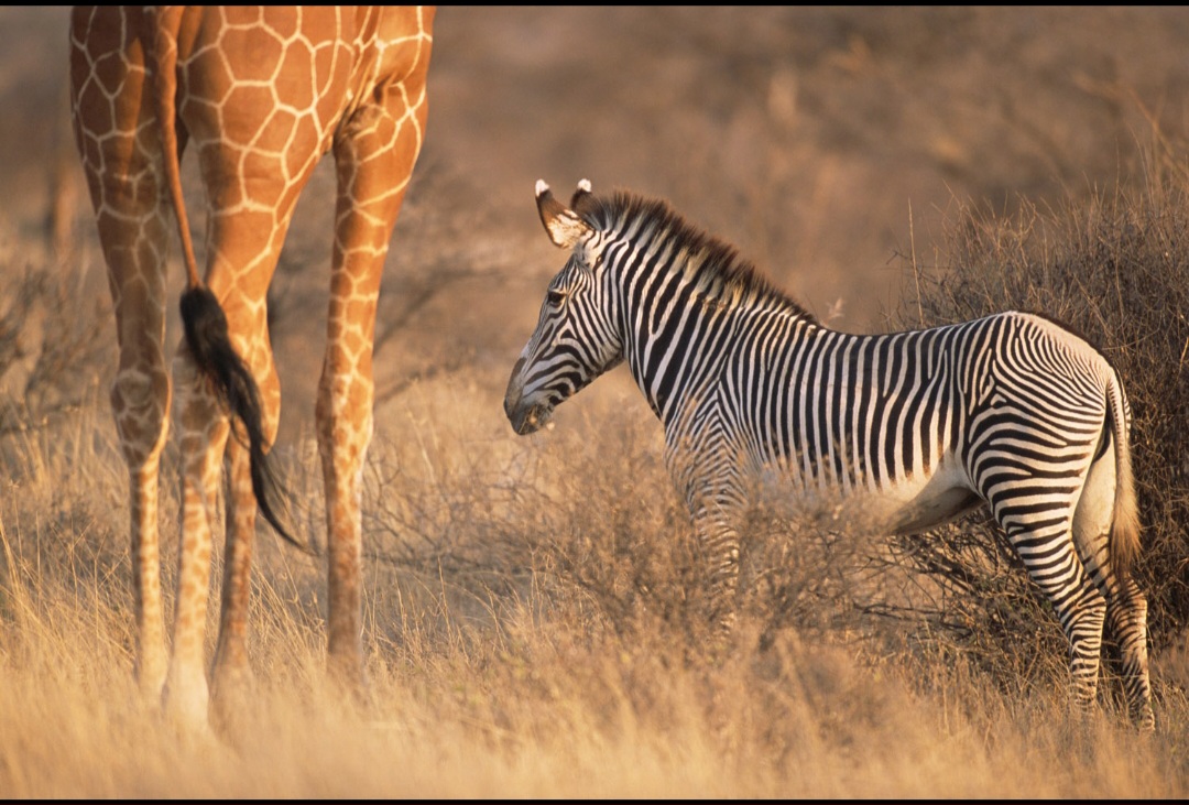 Grevy's zebra and giraffe, Samburu