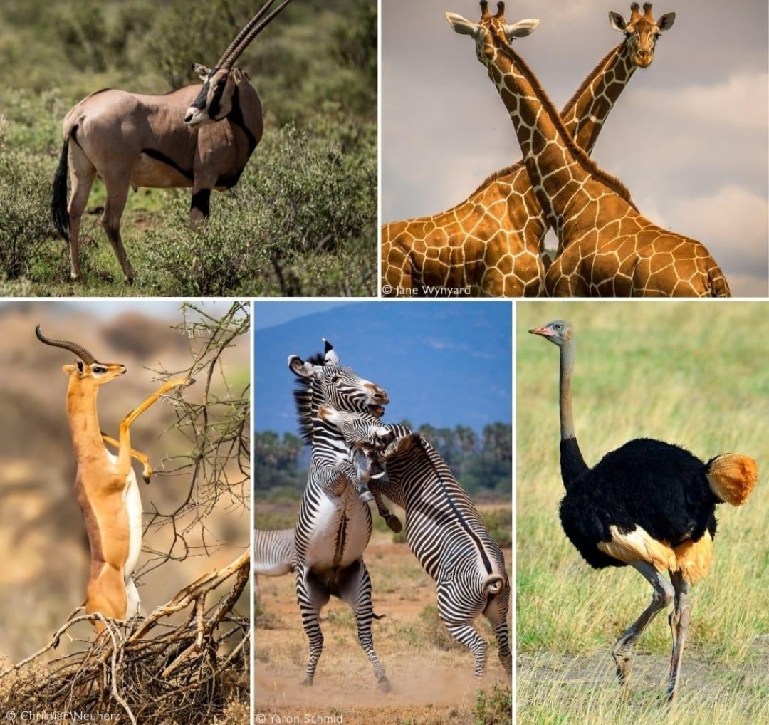 Samburu Special Five: oryx, giraffe, gerenuk, zebra, ostrich